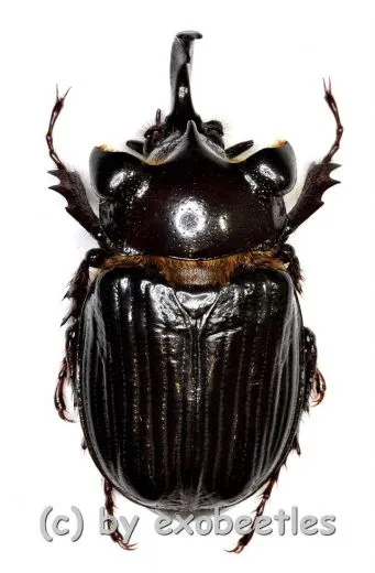 Pantodinus klugi ( 32 / 33 )