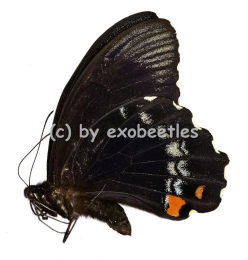 Papilio aegeus ormenus