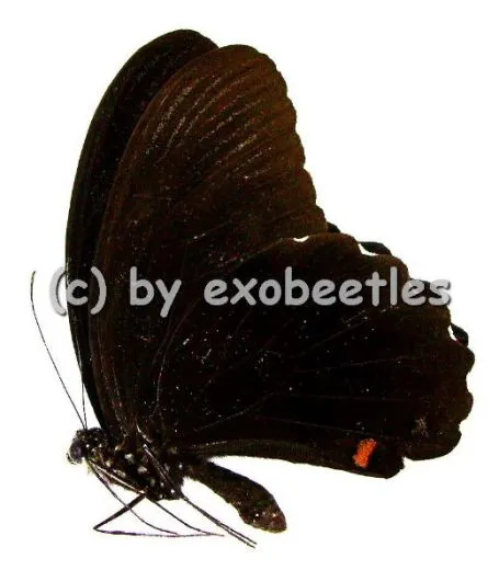 Papilio ambrax