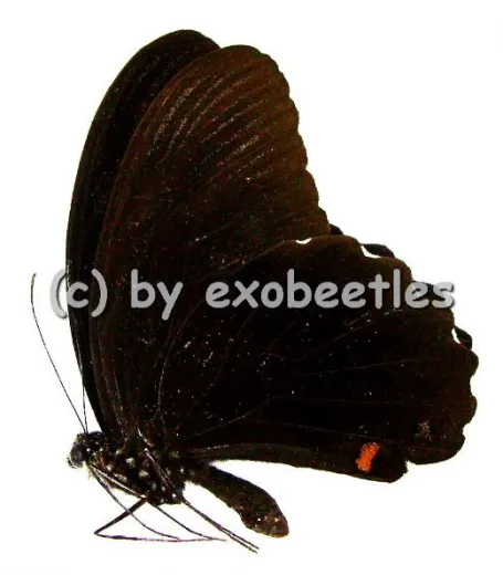 Papilio ambrax