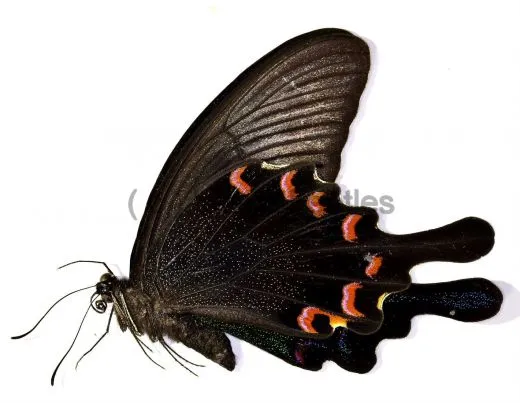 Papilio bianor