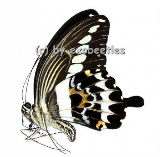 Papilio gigon gigon
