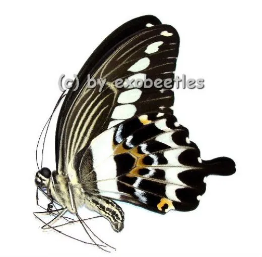 Papilio gigon gigon