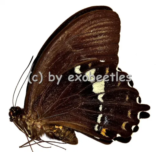 Papilio heringi