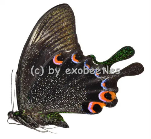 Papilio karna karna