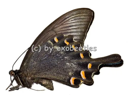 Papilio maackii maackii ( Sommer var. )