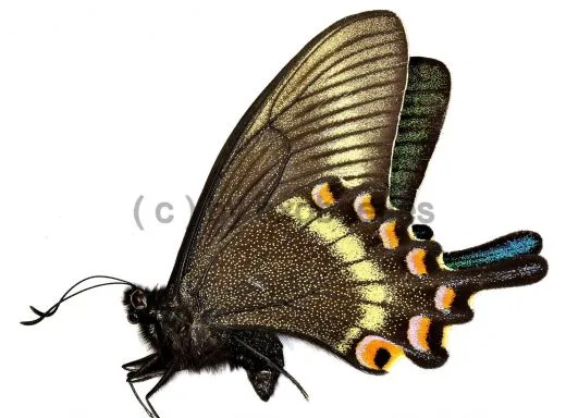 Papilio maackii maackii ( Spring var. ) A2