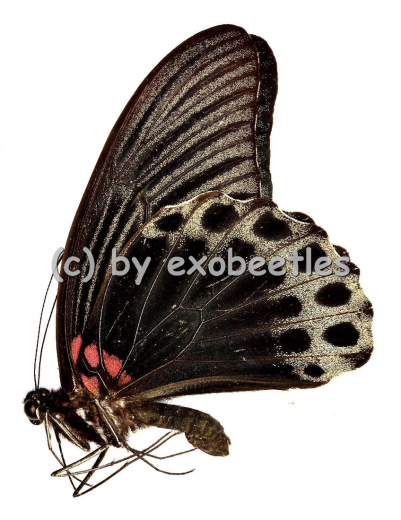 Papilio memnon