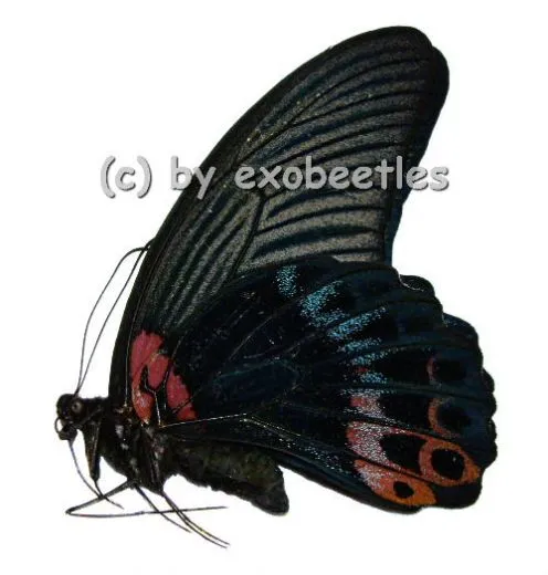 Papilio memnon agenor