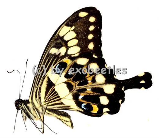 Papilio menestheus