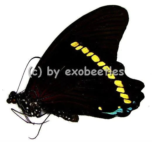 Papilio nireus