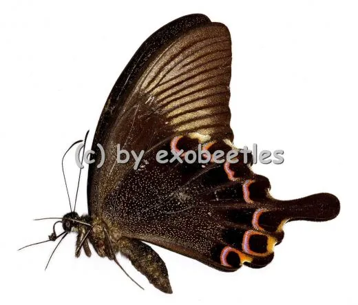 Papilio paris paris