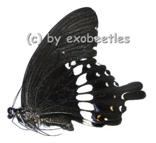 Papilio polytes romulus A2