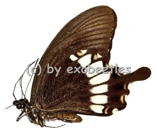 5 x Papilio prexaspes pitmani