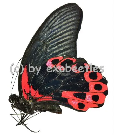 Papilio rumanzovia semperinus ( rote var. ) A2