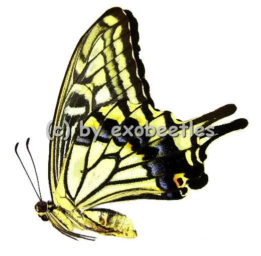 Papilio xuthus xuthus ( Sommer var. ) A2