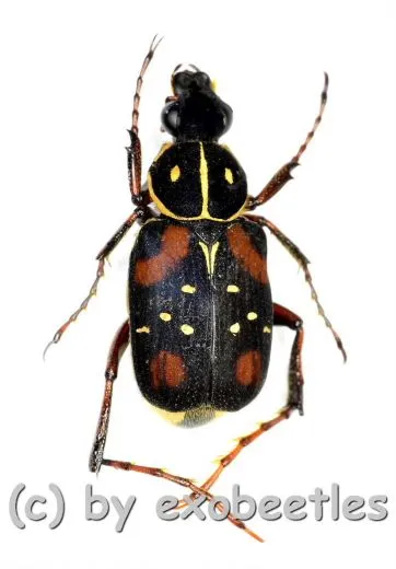 Paratrichius ricchiardii ( 10 – 14 ) A2