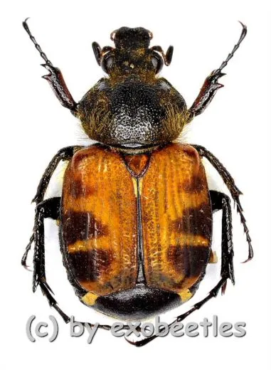 Paratrichius vitalisi ( 10 – 19 ) A2