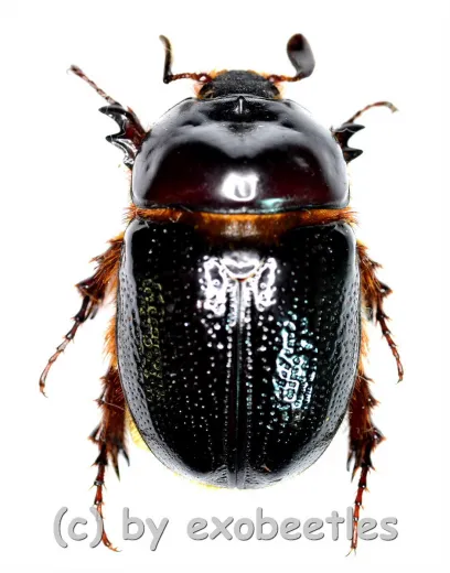 Parisomorphus niger ( 20 - 24 )