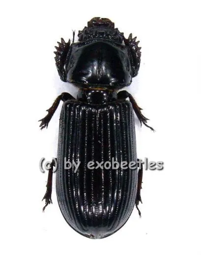 2 x Passalidae spec. #2 ( schwarz )