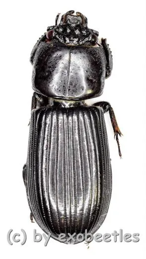 5 x Passalidae spec. #6