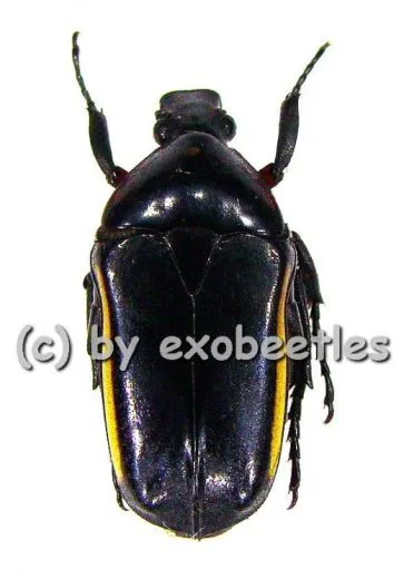 Pedinorrhina swanzyana ( 15 – 19 ) A2