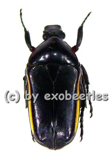 Pedinorrhina swanzyana ( 15 – 19 ) A2