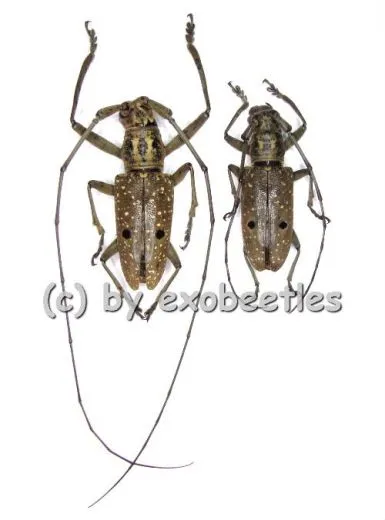 Pelargoderus alcanor thomsoni ( M 20 - 24 )