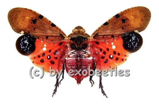 Penthicodes atomaria