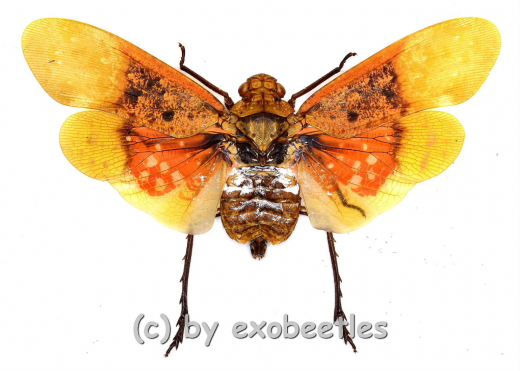 Penthicodes farinosa