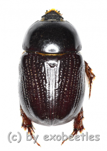 Pentodontini spec. #4 ( 15 - 19 )