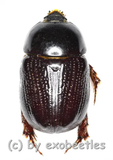 Pentodontini spec. #4 ( 15 - 19 )