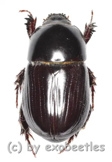 Pentodontini spec. #7 ( 15 - 19 )