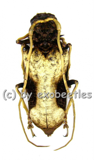 Petrognatha gigas ( 50 – 64 )