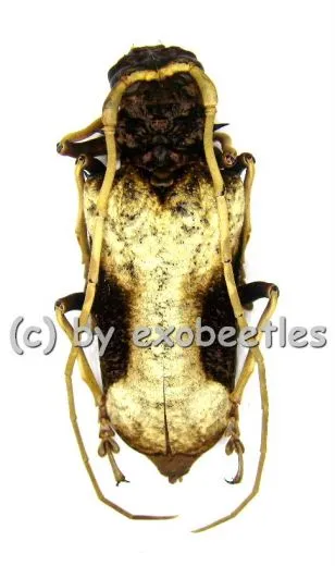 Petrognatha gigas ( 50 – 64 )