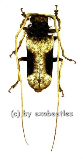Petrognatha gigas ( 55 – 59 ) A2
