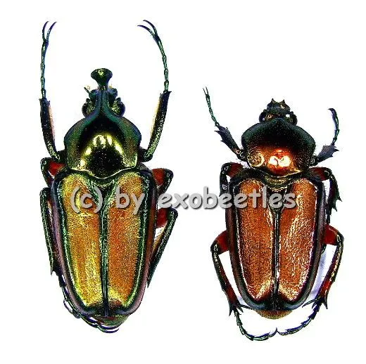 Phaedimus howdeni