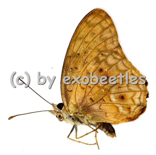 Phalanta phalanta