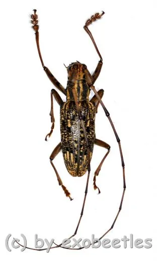 Pharsalia subgemmata ( 20 - 24 )