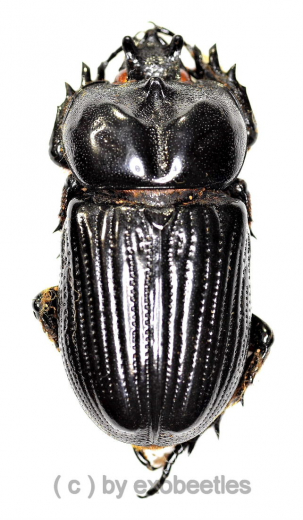 Phileurus didymus ( 45 – 49 )