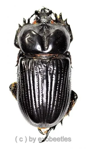 Phileurus didymus ( 45 – 49 )