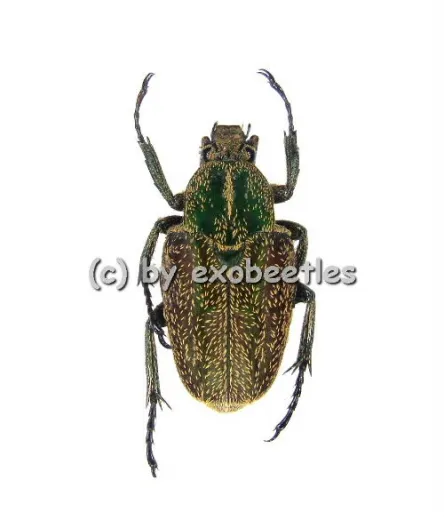 Philistina ( Rhinacosmus ) zebuanus ( 15 - 19 )