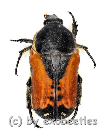 Phonotaenia aequinoctialis ( 10 – 14 ) A2