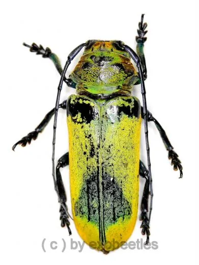 Phosphoreus virescens unicolor ( 30 – 34 ) A2