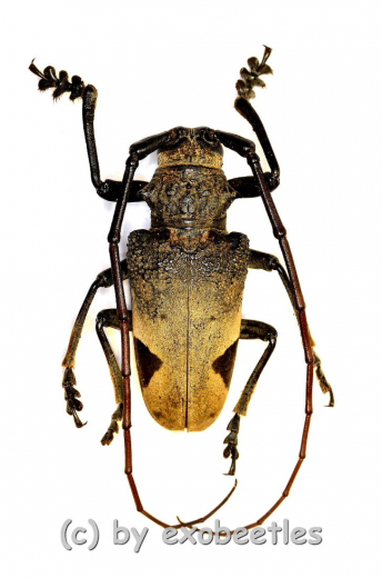 Phryneta leprosa ( M 30 – 34 ) A2