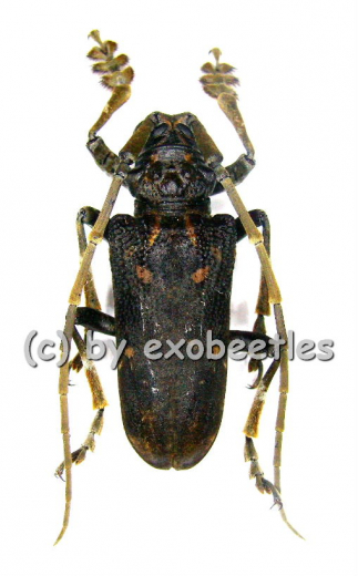 Phrynetopsis trituberculata ( 30 - 34 ) A2
