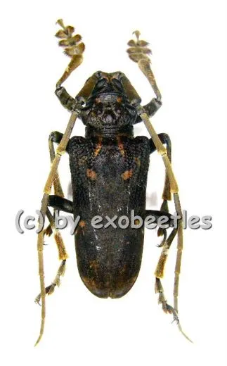 Phrynetopsis trituberculata ( 30 - 34 ) A2