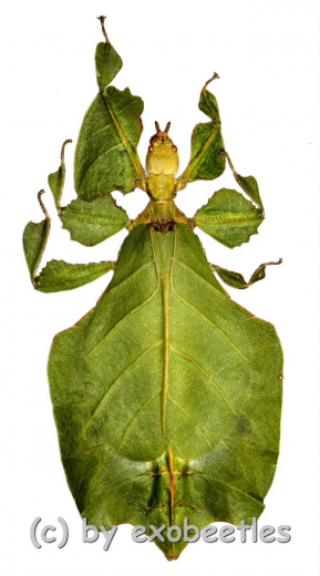 Phyllium bioculatum f.pulchrifolium ( Freak ) #2 ( 80+ )