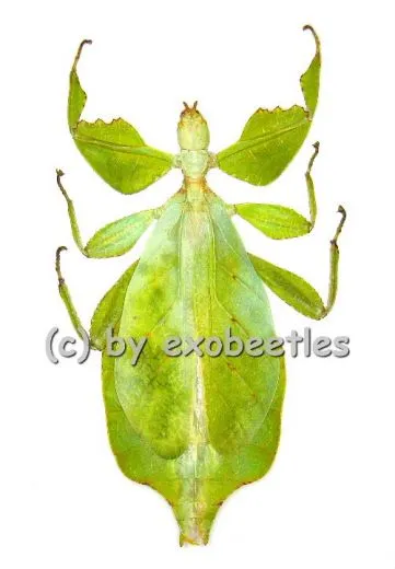 Phyllium celebicum ( 80 – 89 )