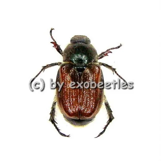 10 x Phyllopertha horticola